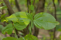 Strychnos potatorum